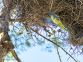 Cotorra Argentina - Myiopsitta monachus - Cotorreta pitgrisa