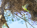 Cotorra Argentina - Myiopsitta monachus - Cotorreta pitgrisa