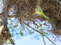 Cotorra Argentina - Myiopsitta monachus - Cotorreta pitgrisa