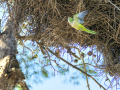 Cotorra Argentina - Myiopsitta monachus - Cotorreta pitgrisa