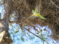 Cotorra Argentina - Myiopsitta monachus - Cotorreta pitgrisa