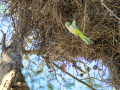 Cotorra Argentina - Myiopsitta monachus - Cotorreta pitgrisa