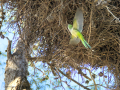 Cotorra Argentina - Myiopsitta monachus - Cotorreta pitgrisa