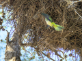 Cotorra Argentina - Myiopsitta monachus - Cotorreta pitgrisa
