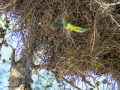 Cotorra Argentina - Myiopsitta monachus - Cotorreta pitgrisa