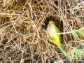 Cotorra Argentina - Myiopsitta monachus - Cotorreta pitgrisa