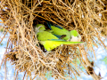 Cotorra Argentina - Myiopsitta monachus - Cotorreta pitgrisa