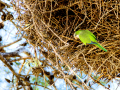 Cotorra Argentina - Myiopsitta monachus - Cotorreta pitgrisa