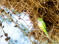 Cotorra Argentina - Myiopsitta monachus - Cotorreta pitgrisa