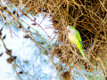 Cotorra Argentina - Myiopsitta monachus - Cotorreta pitgrisa