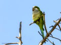 Cotorra Argentina - Myiopsitta monachus - Cotorreta pitgrisa