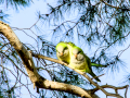 Cotorra Argentina - Myiopsitta monachus - Cotorreta pitgrisa