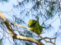 Cotorra Argentina - Myiopsitta monachus - Cotorreta pitgrisa