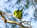 Cotorra Argentina - Myiopsitta monachus - Cotorreta pitgrisa