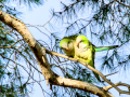 Cotorra Argentina - Myiopsitta monachus - Cotorreta pitgrisa