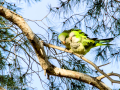 Cotorra Argentina - Myiopsitta monachus - Cotorreta pitgrisa
