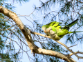 Cotorra Argentina - Myiopsitta monachus - Cotorreta pitgrisa