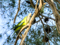 Cotorra Argentina - Myiopsitta monachus - Cotorreta pitgrisa