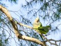 Cotorra Argentina - Myiopsitta monachus - Cotorreta pitgrisa