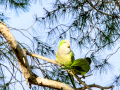 Cotorra Argentina - Myiopsitta monachus - Cotorreta pitgrisa