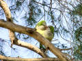 Cotorra Argentina - Myiopsitta monachus - Cotorreta pitgrisa