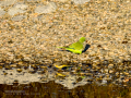 Cotorra Argentina - Myiopsitta monachus - Cotorreta pitgrisa