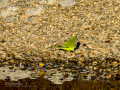 Cotorra Argentina - Myiopsitta monachus - Cotorreta pitgrisa