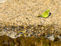 Cotorra Argentina - Myiopsitta monachus - Cotorreta pitgrisa