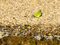 Cotorra Argentina - Myiopsitta monachus - Cotorreta pitgrisa