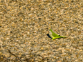 Cotorra Argentina - Myiopsitta monachus - Cotorreta pitgrisa