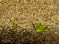 Cotorra Argentina - Myiopsitta monachus - Cotorreta pitgrisa