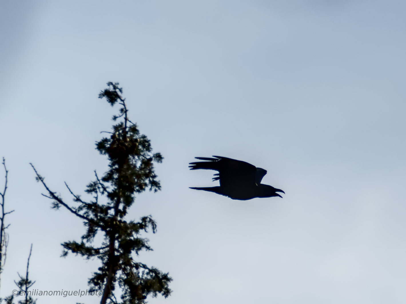 Cuervo grande - Corvus corax - Corb