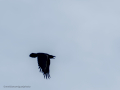 Cuervo grande - Corvus corax - Corb