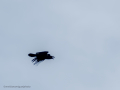 Cuervo grande - Corvus corax - Corb
