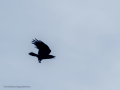 Cuervo grande - Corvus corax - Corb