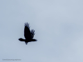 Cuervo grande - Corvus corax - Corb