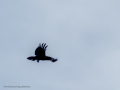 Cuervo grande - Corvus corax - Corb