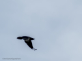 Cuervo grande - Corvus corax - Corb