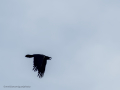 Cuervo grande - Corvus corax - Corb