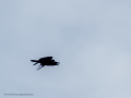 Cuervo grande - Corvus corax - Corb