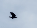 Cuervo grande - Corvus corax - Corb
