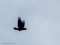 Cuervo grande - Corvus corax - Corb