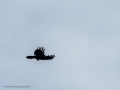 Cuervo grande - Corvus corax - Corb