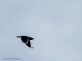 Cuervo grande - Corvus corax - Corb