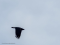 Cuervo grande - Corvus corax - Corb