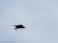 Cuervo grande - Corvus corax - Corb