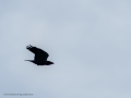 Cuervo grande - Corvus corax - Corb