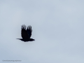 Cuervo grande - Corvus corax - Corb