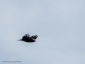 Cuervo grande - Corvus corax - Corb
