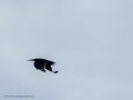 Cuervo grande - Corvus corax - Corb